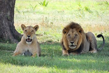 Wine Tasting and Big 5 Safari in Cape Winelands