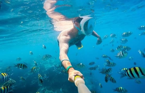 Snorkeling at Sataya Dolphin House With Lunch​​​​ – Marsa Alam