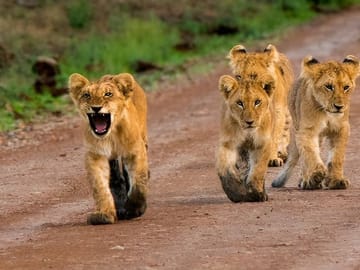 3 days 2 nights budget safari to Maasai Mara National Reserve