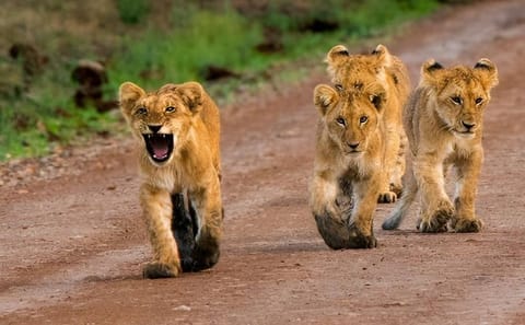 3 days 2 nights budget safari to Maasai Mara National Reserve