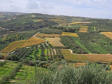 Culinary Tour of Wine, Raki, and Olive Oil in Archanes