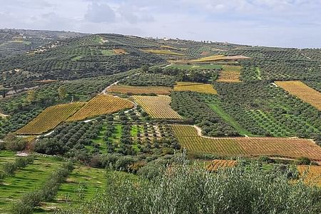 Wine, Raki & Olive Oil Tasting Tour in Peza, Crete – Small Group Experience