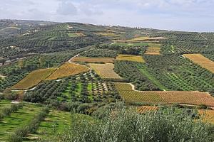 Wine Raki Olive Oil Tasting and Pottery - Small Group 