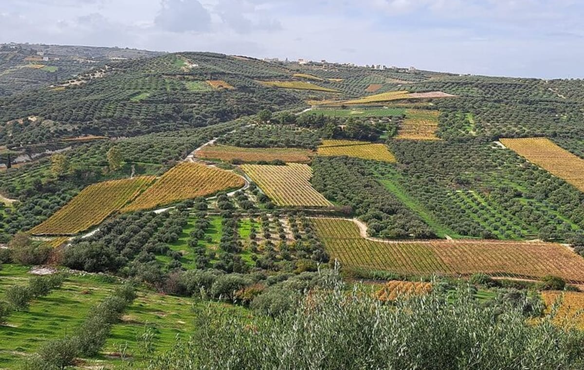 Wine Raki Olive Oil Tasting and Pottery – Private Tour