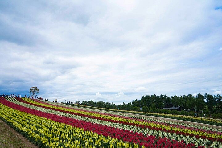 Hokkaido: Biei Blue Pond and Furano Flower Farm Day Trip