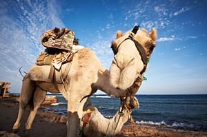 From Sharm El Sheikh: Full Day In Dahab with Snorkeling