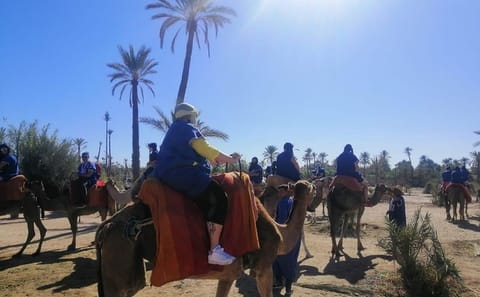 Camel Ride Through Marrakech's Scenic Palm Groves