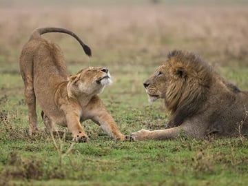 Explore Nairobi National Park with 4WD Transportation