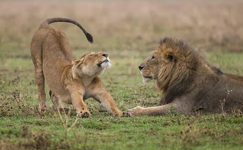 Explore Nairobi National Park with 4WD Transportation