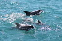 Group of dolphins swimming together in blue ocean waters