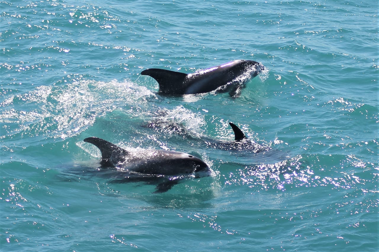 Group of dolphins swimming together in blue ocean waters