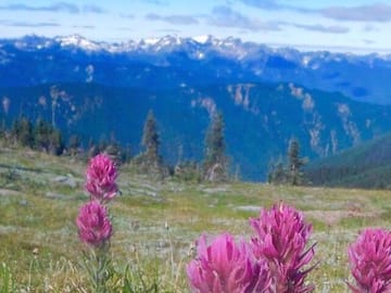 Day Trip to Olympic National Park from Seattle with Ferry
