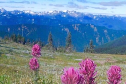 Explore Olympic National Park from Seattle through Van /Ferry