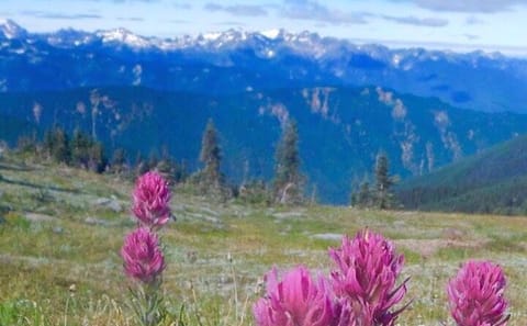 Day Trip to Olympic National Park from Seattle with Ferry