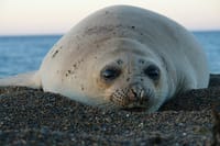 Whales and Sea lions watching at Peninsula de Valdes - PUERTO MADRYN 2