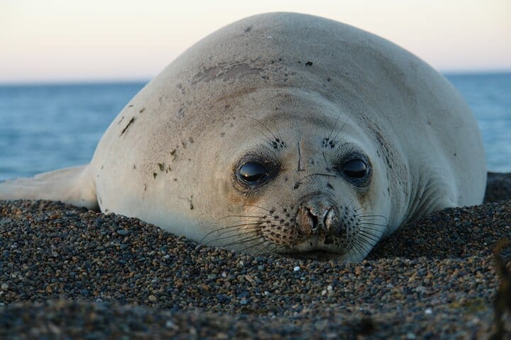 Whales and Sea lions watching at Peninsula de Valdes - PUERTO MADRYN 2