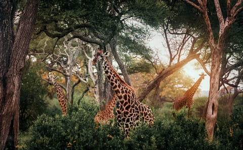 2 Days Safari to Tarangire National Park, Ngorongoro Crater and Snake Park
