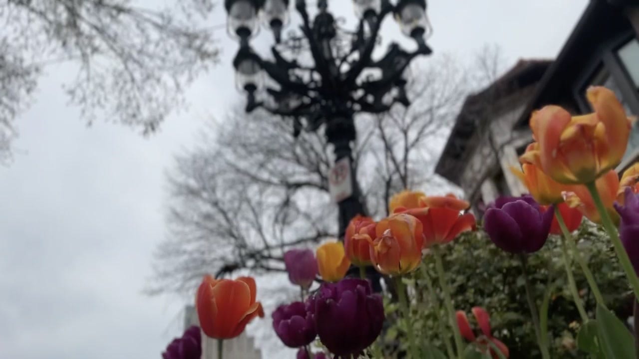 Orange and purple tulips with an ornate cast-iron candelabra streetlamp in the background, CWE neighborhood