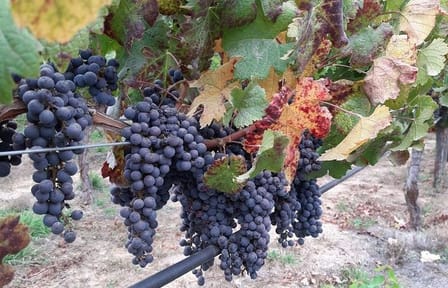 3 Day Private Santiago City & Casablanca Valley Wine Tour