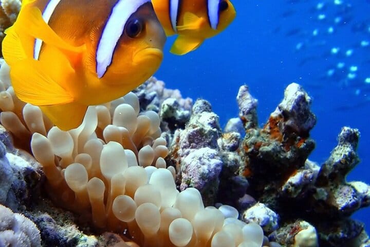 Sharm El Naga National Park Semi-Private Snorkeling Trip-Hurghada