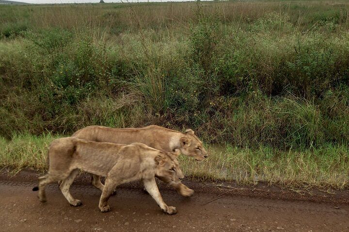 Nairobi National Park Wildlife Adventure & Cultural Experience Tour