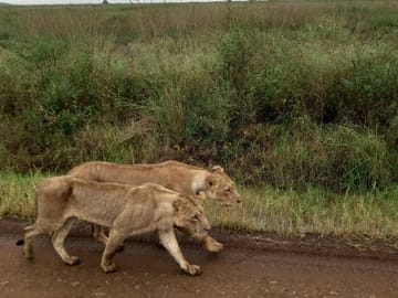 Enjoy views of Mufasa at Nairobi national Park| Visit Kibera Expeditions