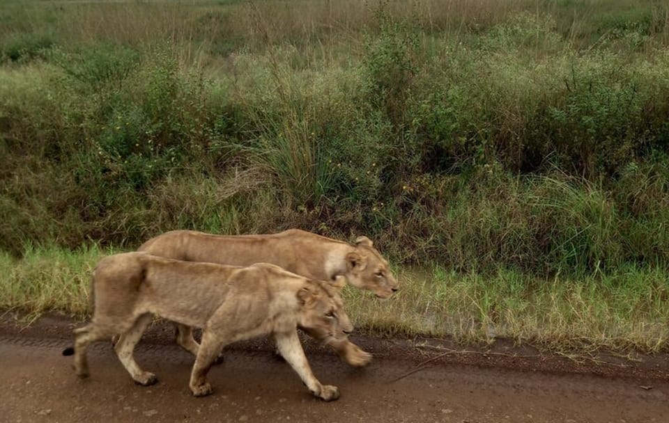Half Day Nairobi National Park