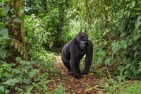 3 Days Rwanda Gorilla Trekking 10