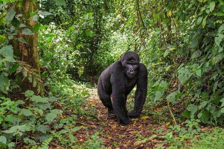 3 Days Rwanda Gorilla Trekking 10