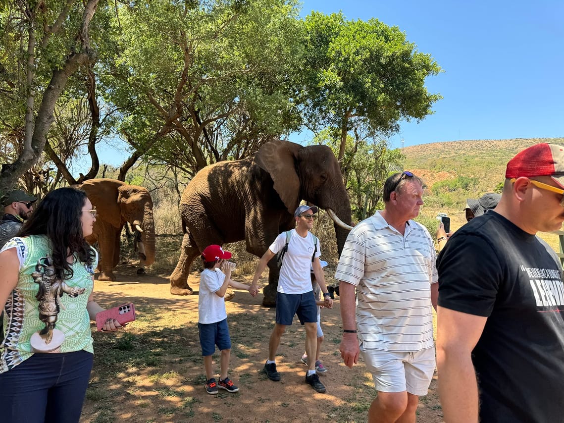 Walk with Elephants 