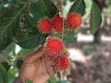 Spice Farm Tour in Zanzibar