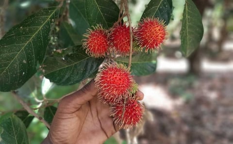 Spice Farm Tour in Zanzibar