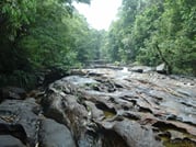 Makandawa Rainforest – old waterfall hike (1 day programme) 1