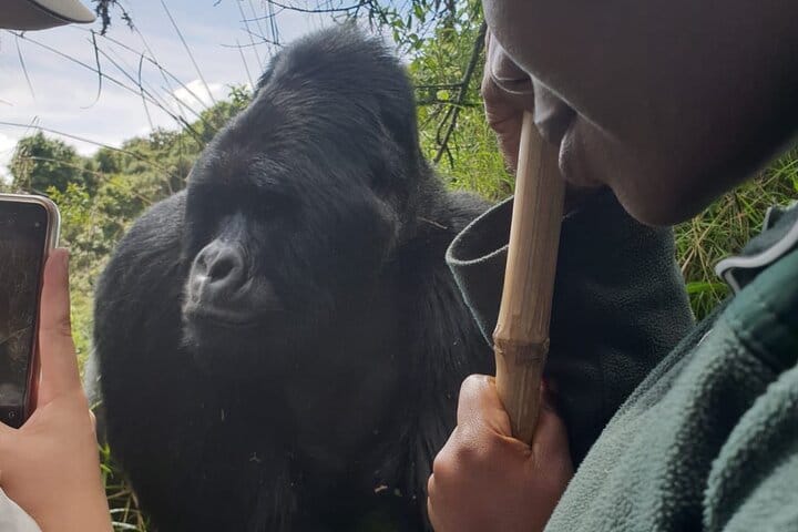 2 Days Uganda Gorilla Trek from Kigali