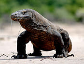 One day Komodo speed boat tour from Bali 2