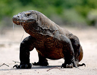 One day Komodo speed boat tour from Bali 2