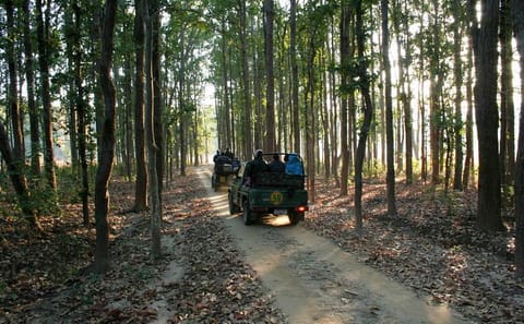 Nagpur to Vizag Tour: Tribal Villages and Tiger Safari