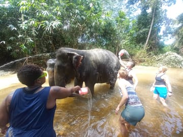 From Phuket to Ethical Khaolak Elephant Sanctuary Tour, Walk, and Lunch