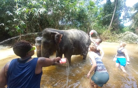 From Phuket to Ethical Khaolak Elephant Sanctuary Tour, Walk, and Lunch