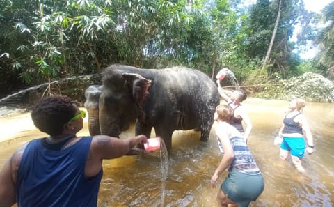 From Phuket to Ethical Khaolak Elephant Sanctuary Tour, Walk, and Lunch