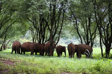 Chiang Mai:Ethical Elephant Observation Nature Park Visit