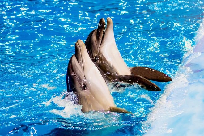 Dolphin Photo Session with Transfer - Hurghada 2