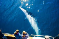 Minke whale sunbathing