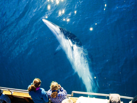 Minke whale sunbathing