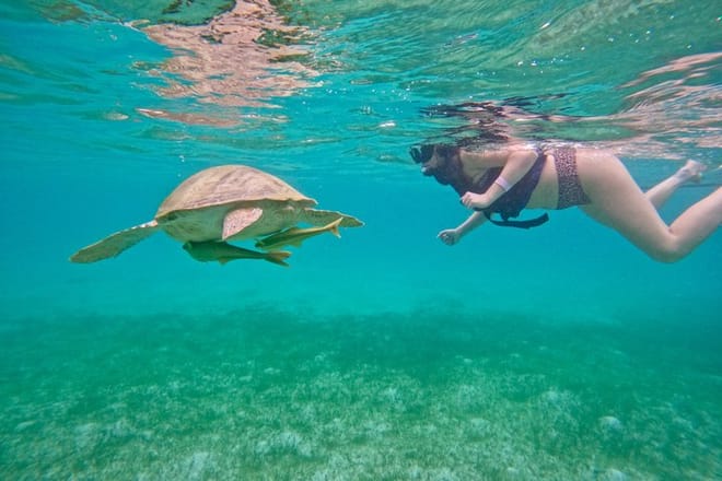 Santuario de tortugas Akumal Snorkel Experiencia marina