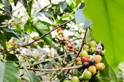 Private Guided Volcano and Stony Bubble Tour in Bandung