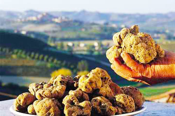 Truffle Hunting Experience in Poreč and Motovun, Croatia