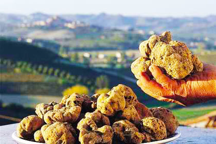 Croatia Gastro Experience: Private Become a Truffle Hunter For a Day – from Poreč and Rovinj