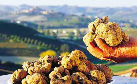 Truffle Hunting Experience in Poreč and Motovun, Croatia