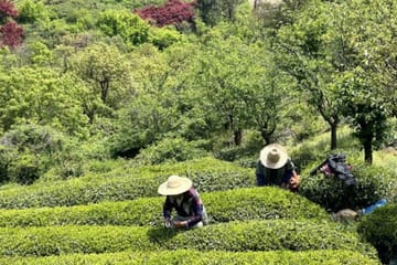 Hiking Tour to Baishuichong Waterfall and Yang E Trail from Shanghai